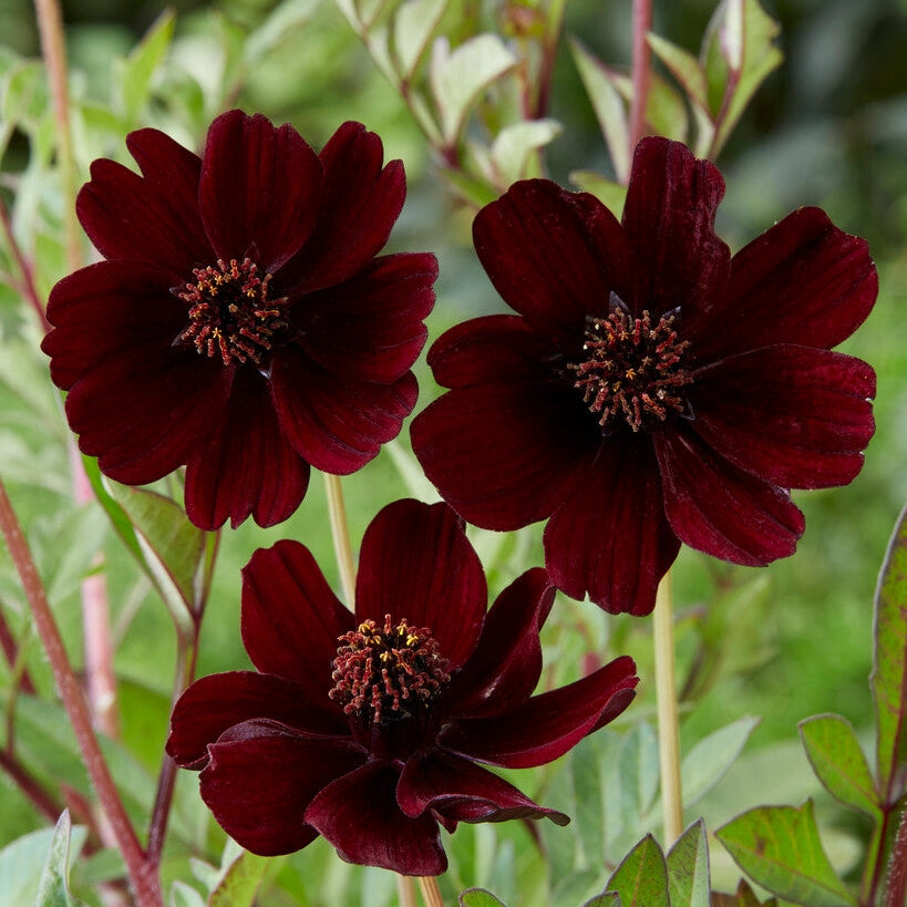 Chokladskära (Chokladblomma)-Cosmos Atrosanguineus 1-pack
