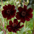 Chokladskära (Chokladblomma)-Cosmos Atrosanguineus 1-pack