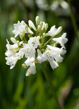 Afrikkalainen sininen lilja-Agapanthus White 1 kpl 