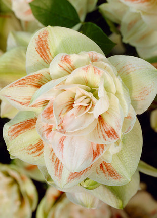 Amaryllis-Hippeastrum 'Nymph' 1 kpl