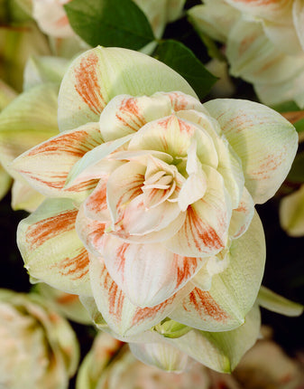 Amaryllis-Hippeastrum 'Nymph' 1-pack