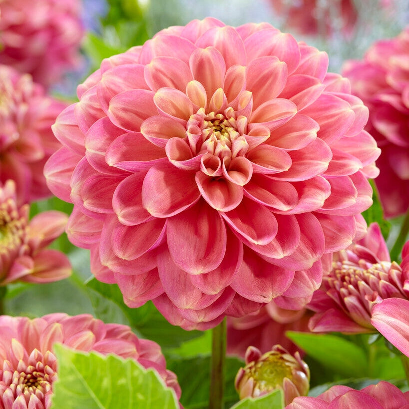 Dahlia Milena Fleur Dekorativ 1-pack NYHET