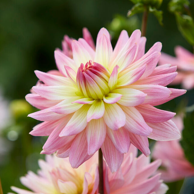 Dahlia Border Melody Gipsy 1-pack