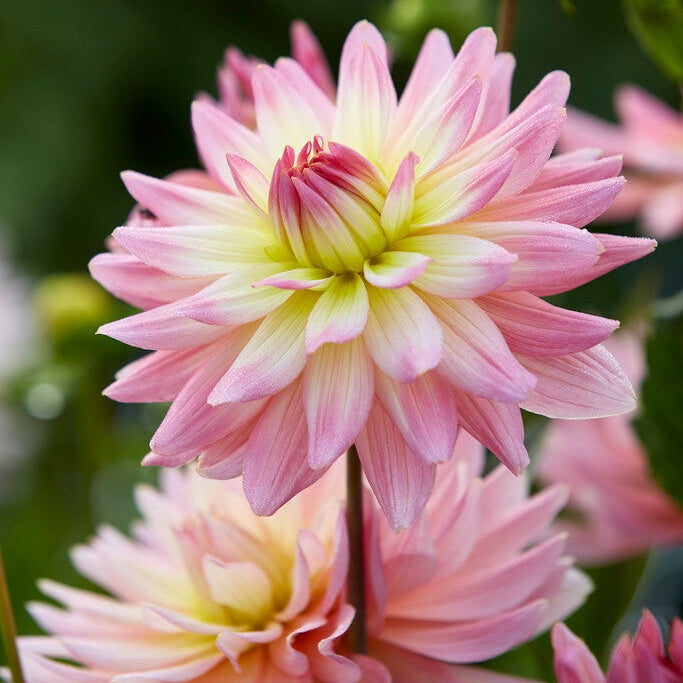 Dahlia Border Melody Gipsy 1-pack
