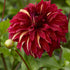 Dahlia Dekorativ Bohemian Spartacus 1-pack