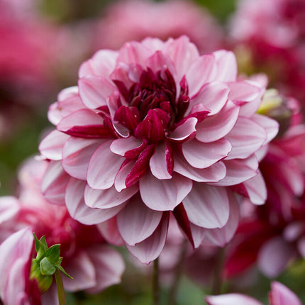 Dahlia Dekorativ Creme de Cassis