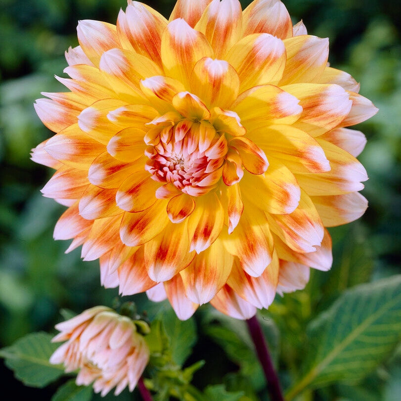 Dahlia Deorativ Peaches and Cream 1-pack