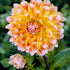 Dahlia Deorativ Peaches and Cream 1-pack