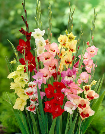 Gladiolus Butterfly 10-pack