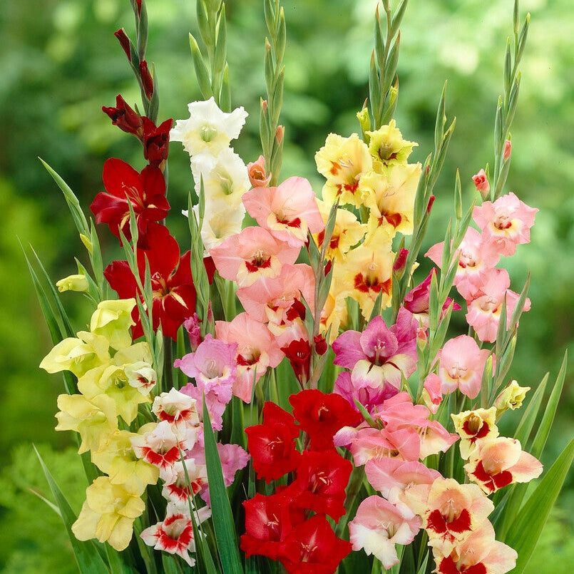 Gladiolus Butterfly 10-pack