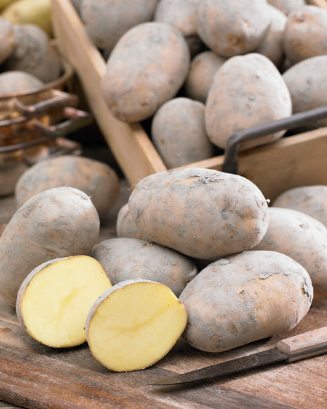 Kartoffel Frieslander 10-pak