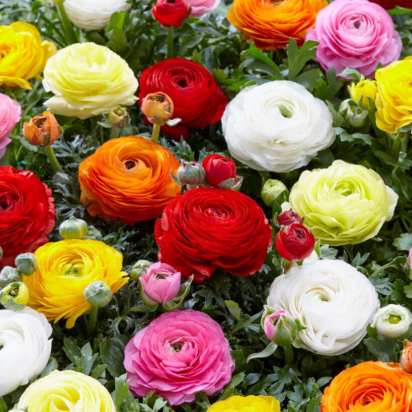 Bukettranunkel-Ranunculus Mixed 10-pack
