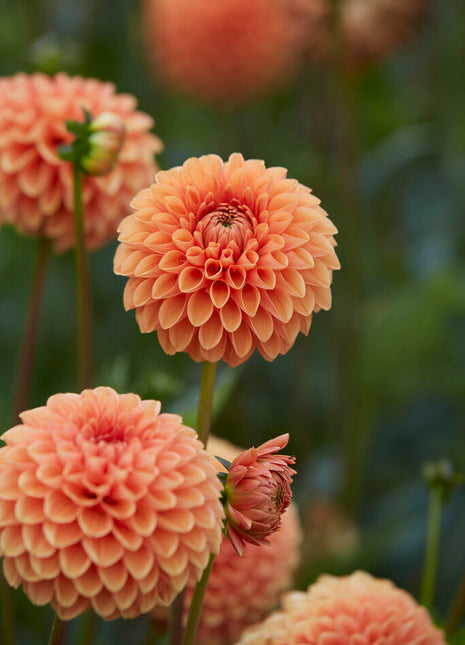 Dahlia Boll Jowey Linda 1-pack NYHET