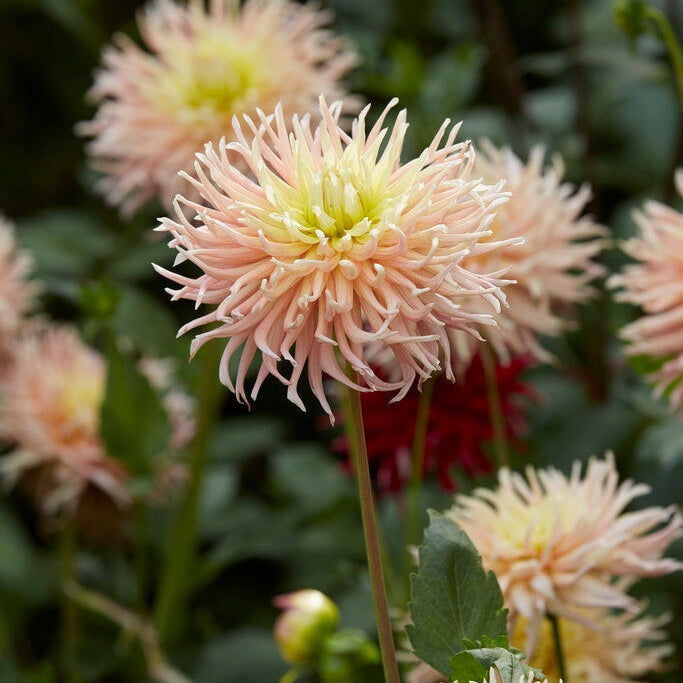 Dahlia Cactus Alfred Grille 1-pack