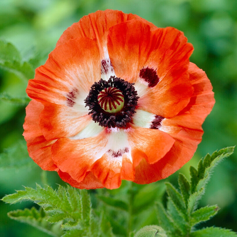 Vallmo-Papaver &