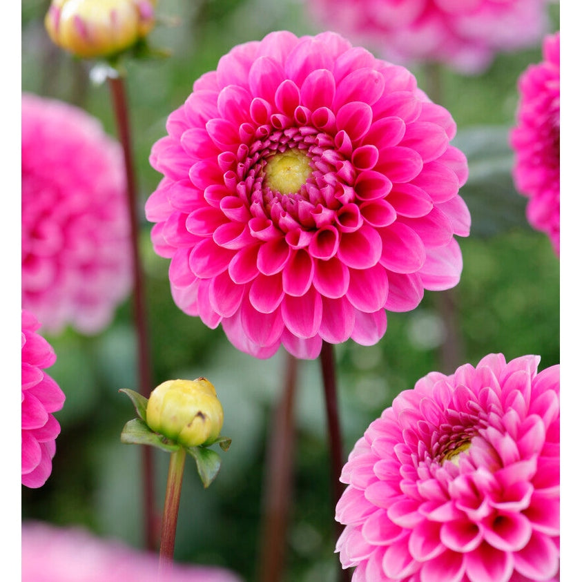 Dahlia Happy Hour Ball 1-pack NYHET