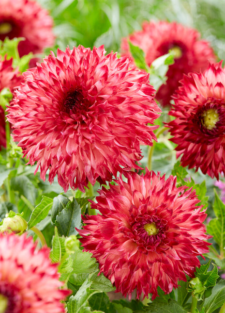 Dahlia Cactus Aiyana 1-pack - NYHET