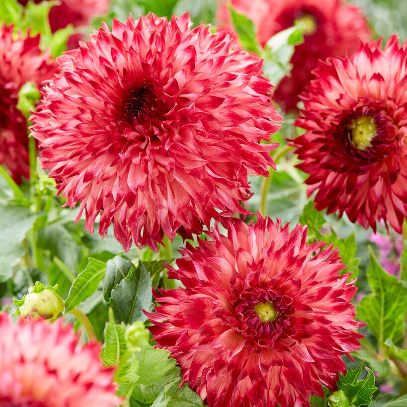 Dahlia Cactus Aiyana 1-pack - NYHET