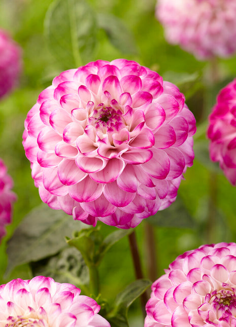 Dahlia Boll Genova 1-pack NYHET