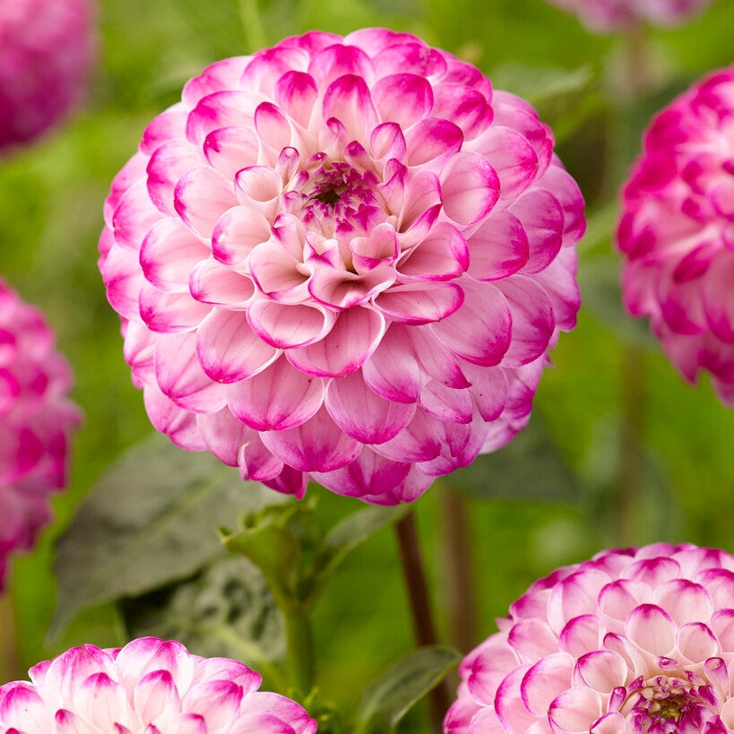 Dahlia Boll Genova 1-pack NYHET