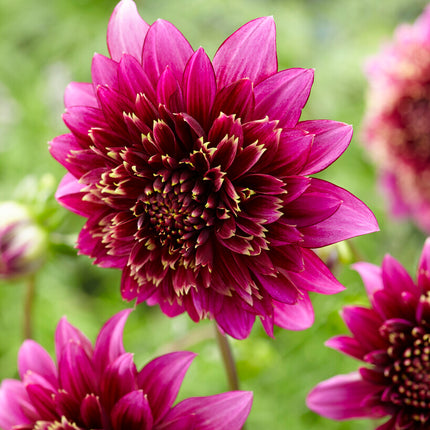 Dahlia Special Mambo 1-pack