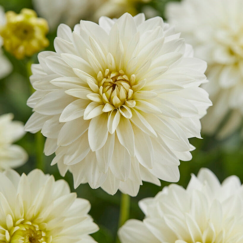 Dahlia Border Art Fair 1-pack