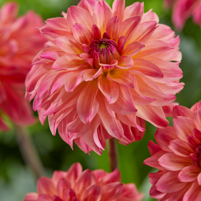 Dahlia Dekorativ Belfloor 1-pack NYHET