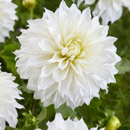 Dahlia Dekorativ Fleurel 1-pack