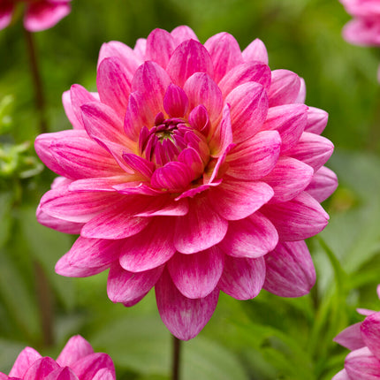 Dahlia Dekorativ Dutch Silence 1-pack