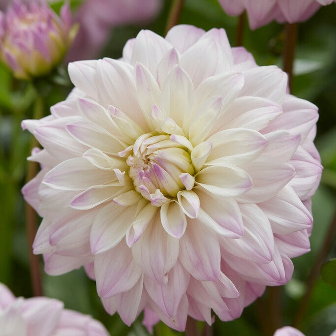 Dahlia Dekorativ Who Me 1-pack