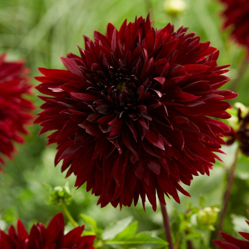 Dahlia Black Touch Dekorativ 1-pack NYHET