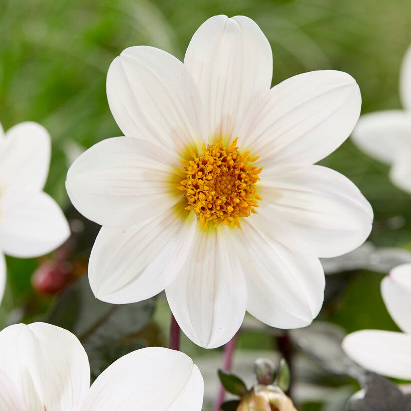Dahlia Border Dahlegria White 1-pack