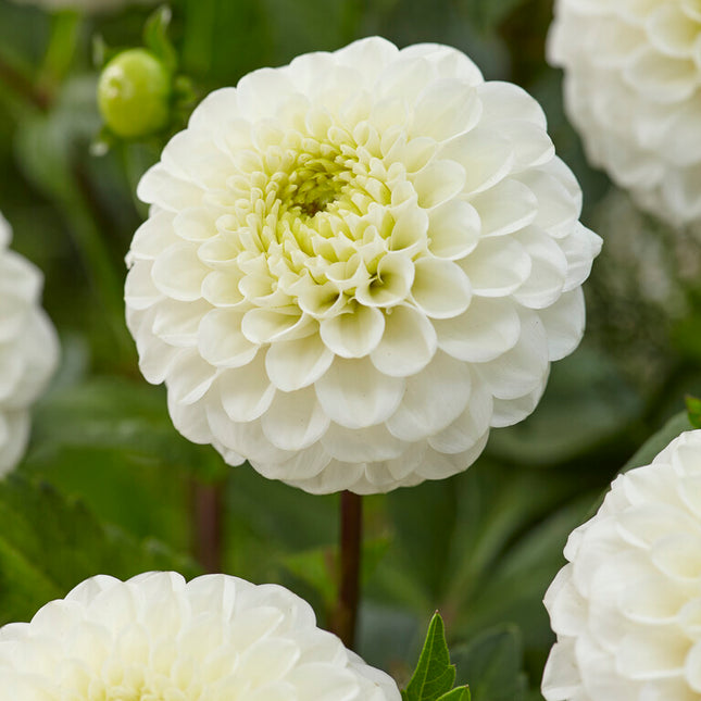 Dahlia Boll Kona 1-pack NYHET