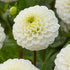 Dahlia Boll Kona 1-pack NYHET