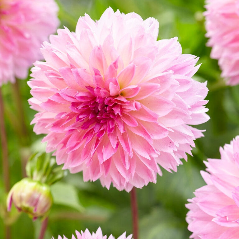 Dahlia Fubuki Sakura 1-pack