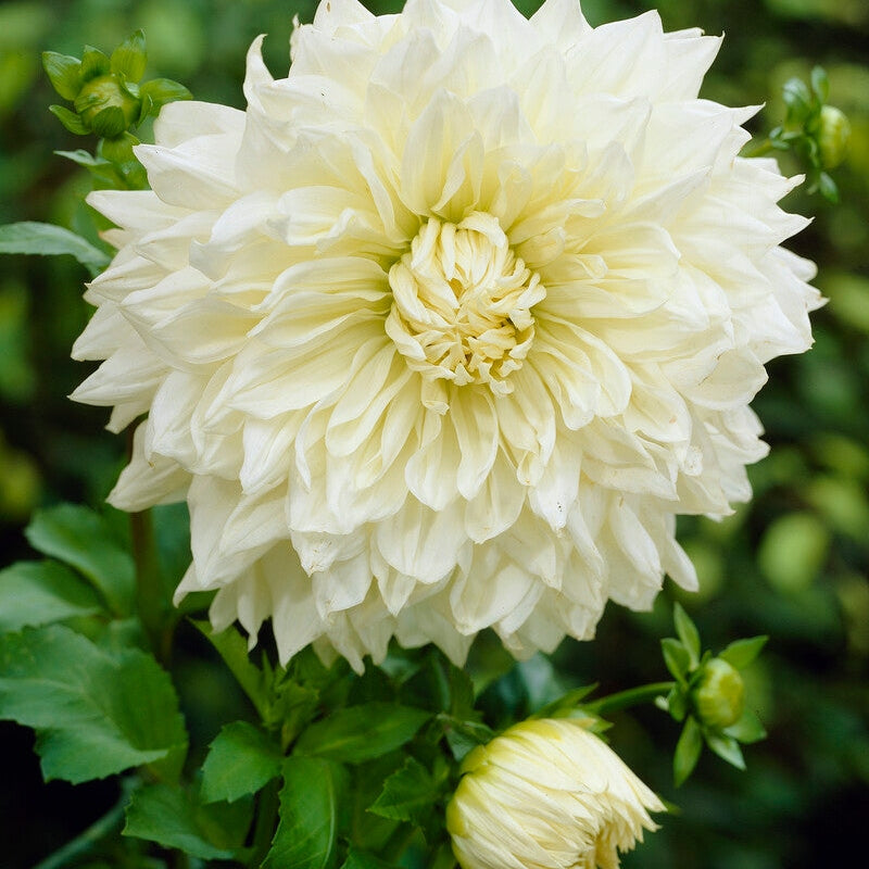 Dahlia Dekorativ White Perfection 1-pack