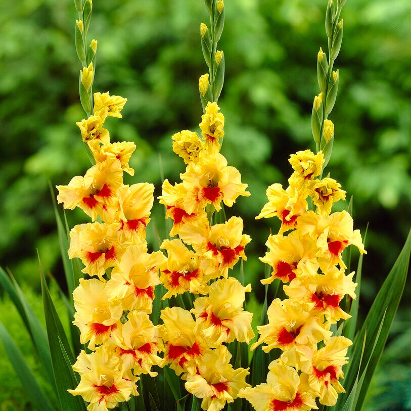 Gladiolus Jester 10-pack
