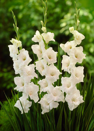 Gladiolus White Glory 10 kpl