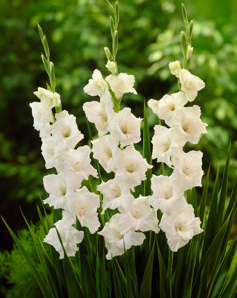 Gladiolus White Prosperity 10er-Pack