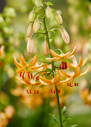 Lilium martagon 'Guinea Gold' 1 kpl