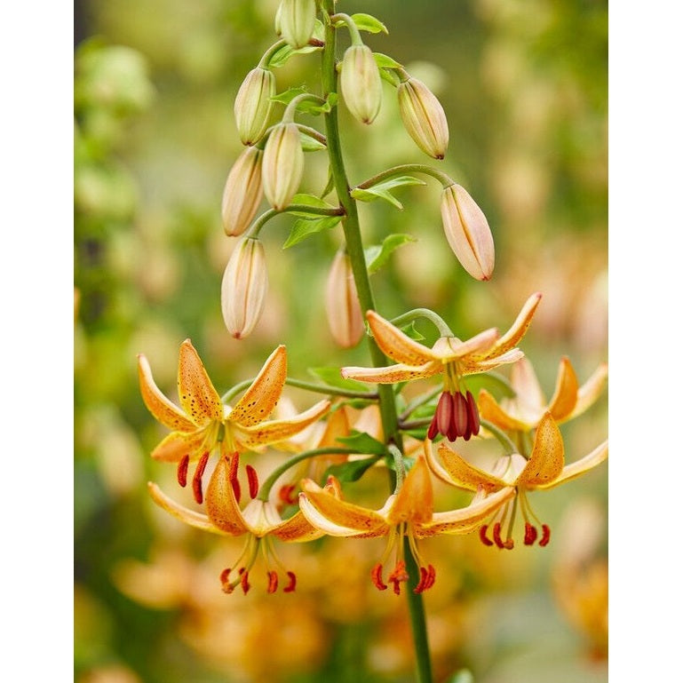 Krollilja-Lilium martagon &