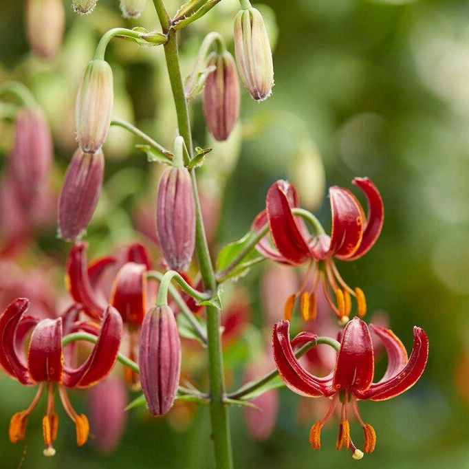 Krollilja-Lilium martagon &