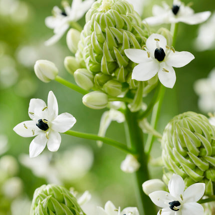 Ornithogalum Saundersiae 2-pack