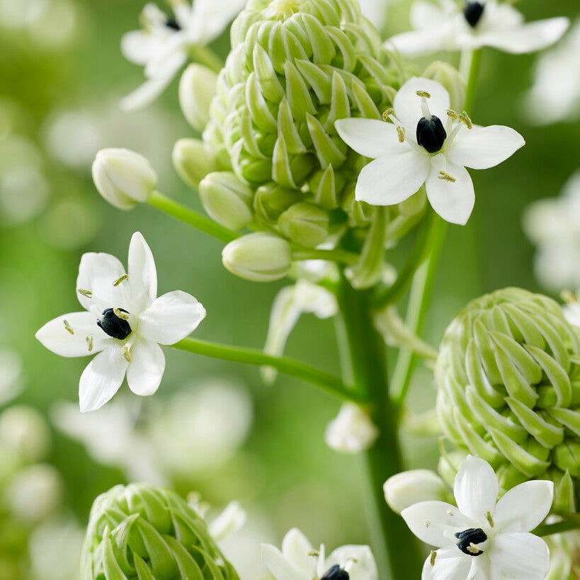 Ornithogalum Saundersiae 2-pack