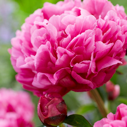 Pion-Paeonia Kansas 1-pack