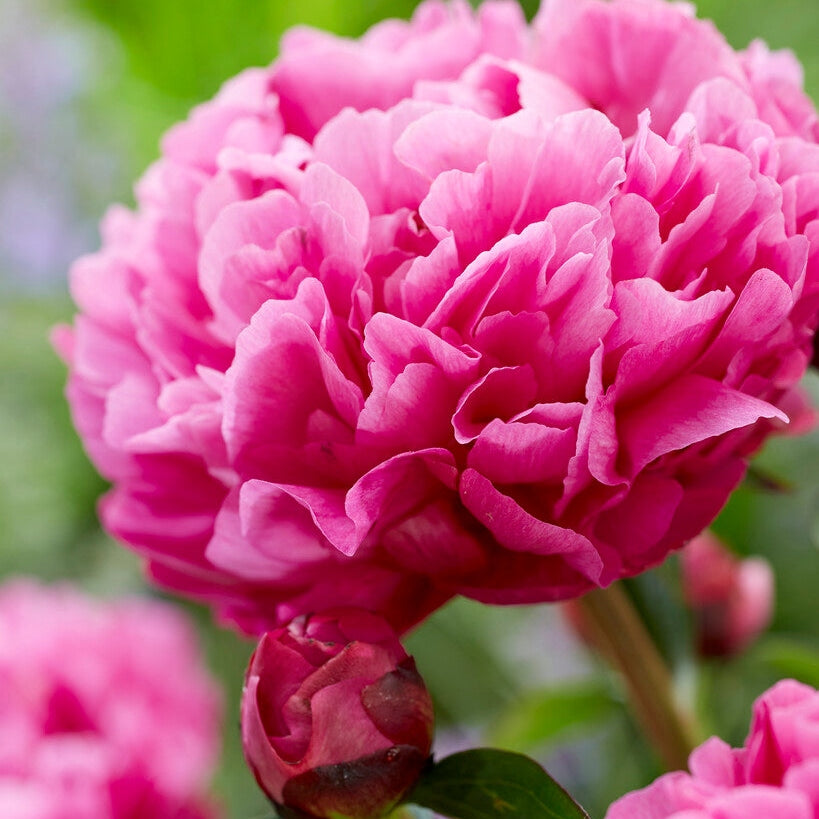 Pion-Paeonia Kansas 1-pack
