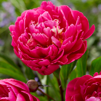 Pion-Paeonia Karl Rosenfield 1-pack