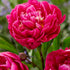 Pion-Paeonia Karl Rosenfield 1-pack