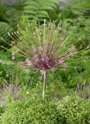 Allium 'Schubertii' 3-pack