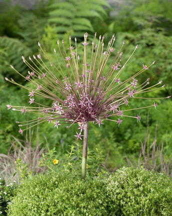 Allium 'Schubertii' 3 kpl